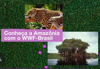 concurso wwf brasil